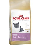 Royal Canin Feline BREED Kitten Br. Shorthair 2 kg