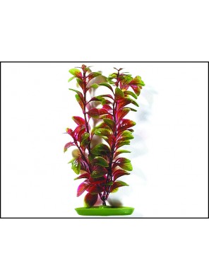 Rostlina MARINA Red Ludwigia 20 cm