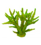 Dekorace AQUA EXCELLENT mořský korál měkký zelený